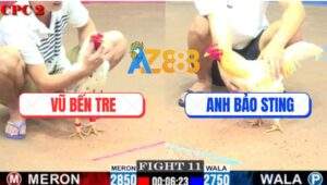 Trận 11 CPC2 1/8/2025 - Úa Hiệu Bảo Sting Tắm Máu Đâm Bướm Nằm Bẹp Dí