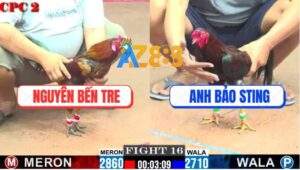 Trận 16 CPC2 1/8/2025 - Gà Vàng Chồng Độ Đá Gà Bảo Sting Nhảy Cò Cò