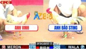 Trận 7 CPC2 1/8/2025 - Bảo Sting Cáp Ngông, Bướm Hiệu Bị Đá Tai Biến