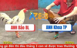 Trận 11 CPC5 Ngày 15/08/2025