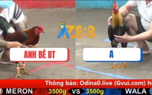 Trận 11 CPC5 Ngày 16/08/2025