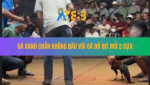 Kèo Bịt Mỏ 2 Cựa Đá Với Chân Không Tại Bồ Gà Tà Thiết Ngày 7/9/2025