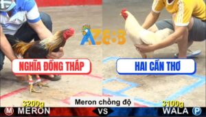 Trận 10 CPC5 10/9/2025 - Gà Chuối Anh Nghĩa Gãy Cánh Vẫn Lên 2