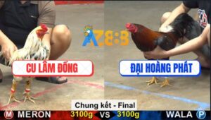 Trận 43 CPC5 25/9/2025 - Chung Kết Giữa Cu Lâm Đồng Và Đại Hoàng Phát