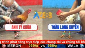 Trận 6 CPC5 20/9/2025 - Điều Cọp Anh Tý Chùa Đâm Bướm Đối Thủ Bay Bồ