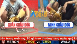 Trận 6 CPC5 29/9/2025 - Chuối Vàng Anh Xuân Hạ Knock Out Cú Vàng