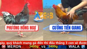 Trận 7 CPC5 25/9/2025 - Gà Vàng Anh Cường Gãy Cánh Vẫn Gồng Cứu Chủ