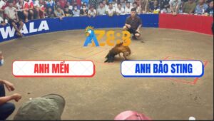 Trận 9 Bồ TonHon 27/9/2025 - Khét Cọp Bảo Sting Đâm Cựa Quá Nghiệt