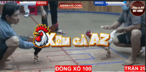 Trận 25 Bồ Hà Tiên 30/10/2025 - Điều Cọp Ra Đòn Hiểm Hạ Bướm Tuyệt Đối