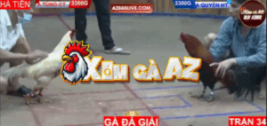 Trận 34 Bồ Hà Tiên 31/10/2025 - Kiểm Cà Mau Gặp Hàng Khủng Tại Giải