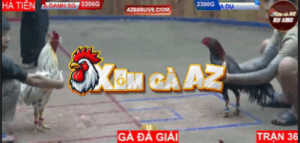 Trận 36 Bồ Hà Tiên 30/10/2025 - Gà Xanh Đá Gà Bướm Của Anh Danh Chết Tại Chỗ