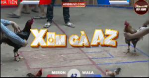 Trận 42 Bồ Hà Tiên 30/10/2025 - Kiểm Cà Mau Gặp Đối Thủ Ngông Cho Dư 2 Chấm