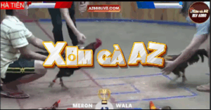 Trận 43 Bồ Hà Tiên 30/10/2025 - Trận Tranh Giải Nhì Tại Bồ Xà Xía Hà Tiên