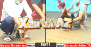 Trận 8 CPC6 31/10/2025 - Long Thomo Ra Sân Trận Đầu Hạ Ton Tiền Giang