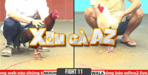 Trận 11 CPC6 31/10/2025 - Long Thomo Được Cho Dư 3 Chấm Và Cái Kết Đắng