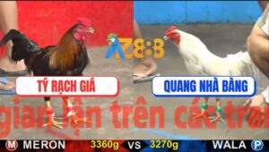 Trận 11 CPC5 21/10/2025 - Bướm Anh Quang Có Chân Xạo Lờ Đá Đỏ Gãy Giò