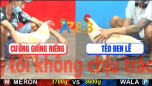 Trận 15 CPC5 23/10/2025 - Gà Úa Anh Cường Chịu Đòn Gom Lúa Đầy Bồ