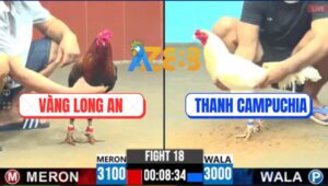 Trận 18 CPC6 14/10/2025 - Gà Úa Né Đòn Hay, Hạ Gà Điều Như La Rụng
