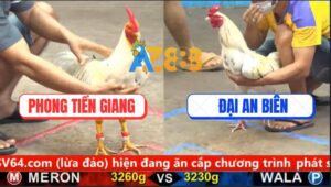 Trận 20 CPC5 2/10/2025 - Bướm Chân Trắng Đá Chân Nào Mất Tiền Chân Đó