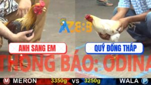 Trận 27 CPC5 22/10/2025 - Gà Bướm Đâm Lọt Mu Lưng Gà Xám Té Hết Đưng