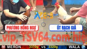 Trận 4 CPC5 22/10/2025 - Gà Que Anh Phương Bến Thế Đâm Gà Bướm Xì Cơm