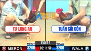 Trận 9 CPC6 14/10/2025 - Mồng Lá Đá Mồng Dâu Bung Chạy Sau 1 Tay Nước