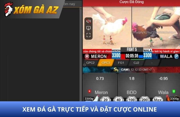 Xem đá gà trực tiếp và đặt cược online