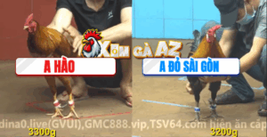 Trận 14 CPC4 9/11/2025 - Gà Vàng Anh Hào Có Chân Cúp Điện Đẳng Cấp