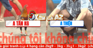 Trận 21 CPC5 10/11/2025 - Gà Anh Thiện Đá Bo Như Xe Đụng Hạ Đối Thủ Gọn Gàng