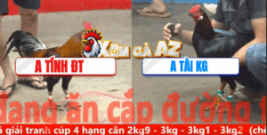 Trận 31 CPC5 10/11/2025 - Điều Chân Trắng Anh Tài Chơi Ngông Và Cái Kết