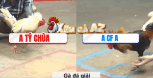 Trận 26 CPC5 6/11/2025 - Tý Chùa Vào Giải Bị Đâm Cây Nghiệt Té Tuyệt Đối