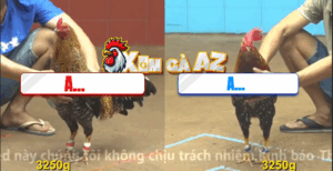 Trận 21 CPC4 10/11/2025 - Gà Cú Hay Nhất Hôm Nay Tại CPC4