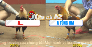 Trận 26 CPC4 10/11/2025 - Anh Tùng Có Màn Lật Kèo Kinh Hoàng Khiến Anh Em Bể Nợ