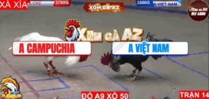 Trận 14 Bồ Hà Tiên 9/11/2025 - Việt Nam Chấp Campuchia 2 Chấm Gà Và Cái Kết