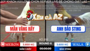 Trận 6 Ton Hon 2/11/2025 - Camelo Anh Bảo Sting Đá 5 Lai Còn Bị Phản