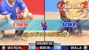 Trận 15 CPC3 20/04/2026 - Xanh Đâm Cựa Như Súng Máy Làm Đỏ Hư Giò Xin Thua