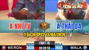 Trận 16 CPC2 13/04/2026 - Đỏ Buôn Đuôi Không Biết Đá Lộn Xanh Đá Bưng Ra Ngoài