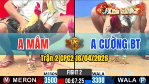 Trận 2 CPC2 16/04/2026 - Chuối Đâm Quá Tịch 3 Đá Xám Nằm Tại Chỗ