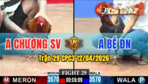 Trận 29 CPC3 12/04/2026 - Ăn Miếng Trả Miếng Điều Xanh Ăn Cây Mu Lưng Quá Nặng