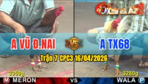 Trận 7 CPC3 16/04/2026 - Xám Đâm Cựa Tịch  Bướm Nằm Đóng Chưa Tới 1 Tay Nước