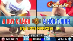 Trận 9 CPC3 14/04/2026 - Xám Đâm Cựa Tịch  Điều Vàng Hết Sửa